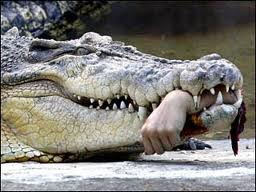 Hand in Crocodile