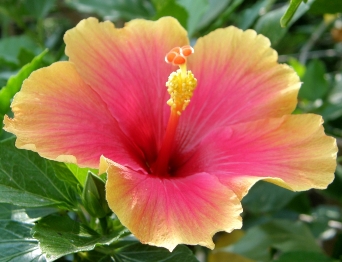 za-Hibiscus-Flower