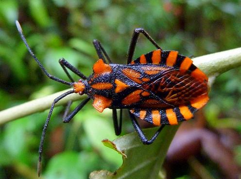 31 Orange black bug so cute