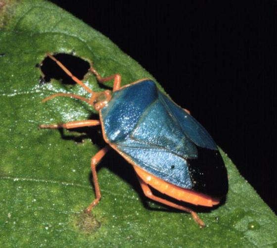 9 Belize arachnid bug insect