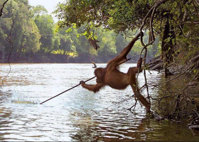 Monkey catching fish