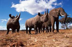 Rhino Elephant together
