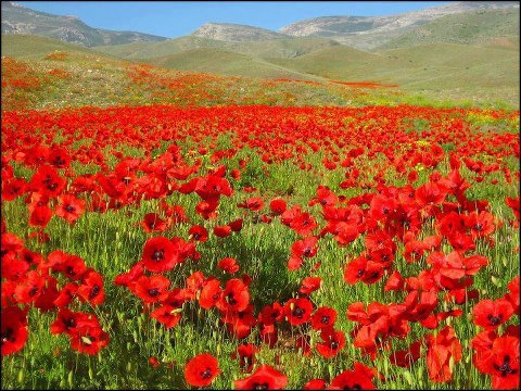 Valley of Red flowers