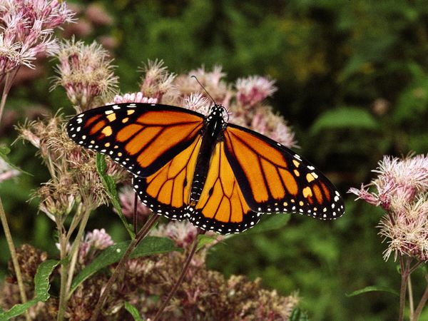 Monarch Butterfly-1
