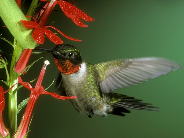 Ruby-Throated Hummingbird-1