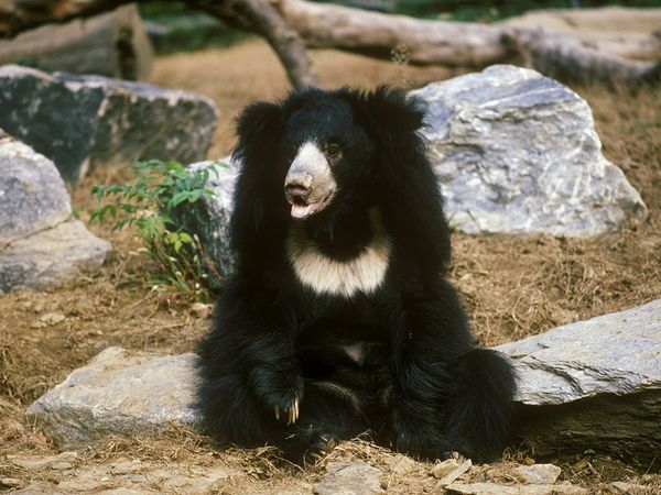 Sloth Bear-1