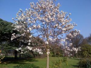 1d White flower tree
