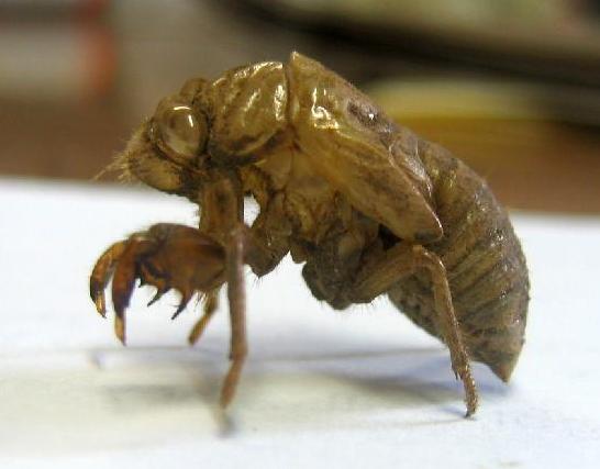 8 Hemiptera bed bug