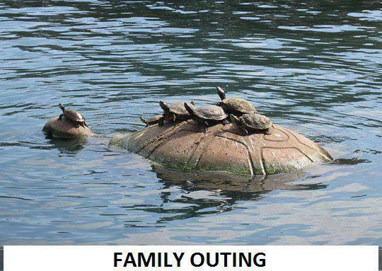 1 Family Outing Tortoise